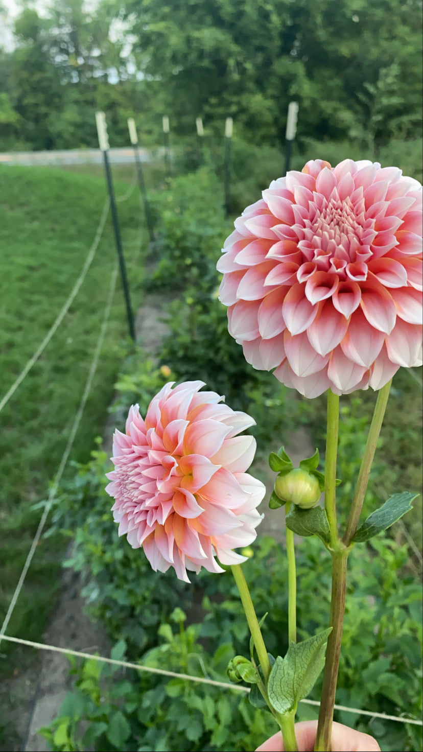 Peaches N Cream
