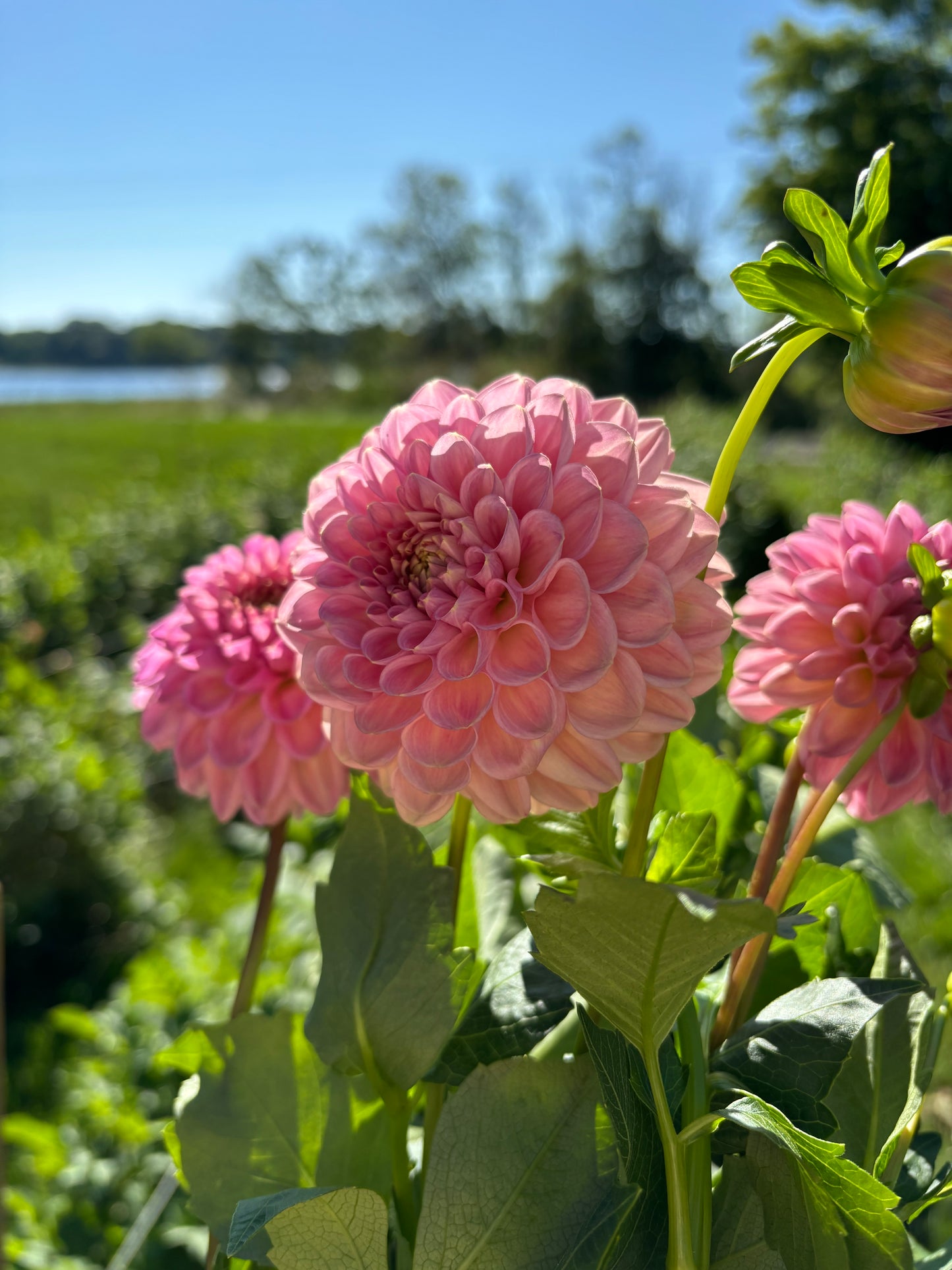 Clearview Peachy