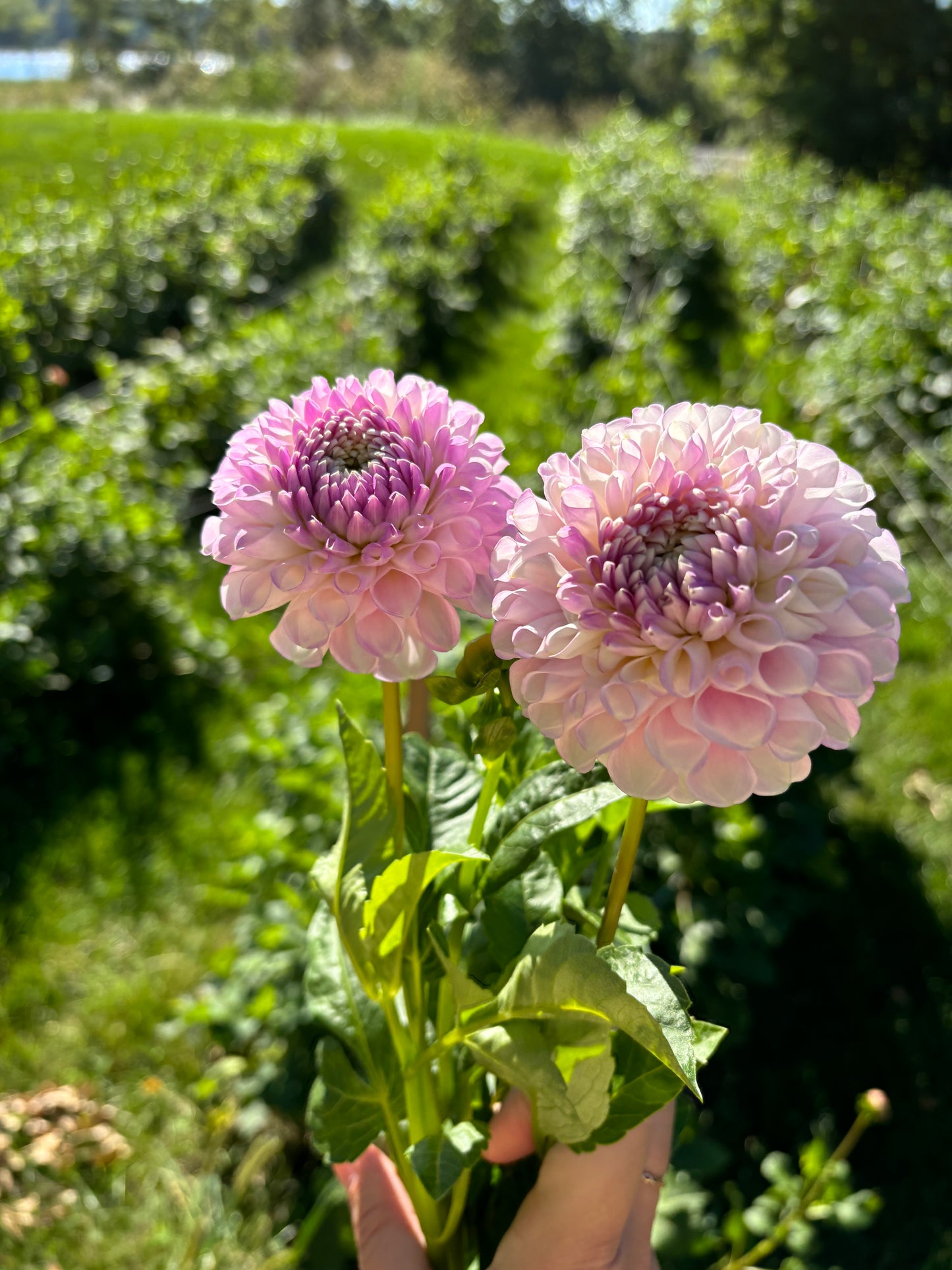Snoho Sonia