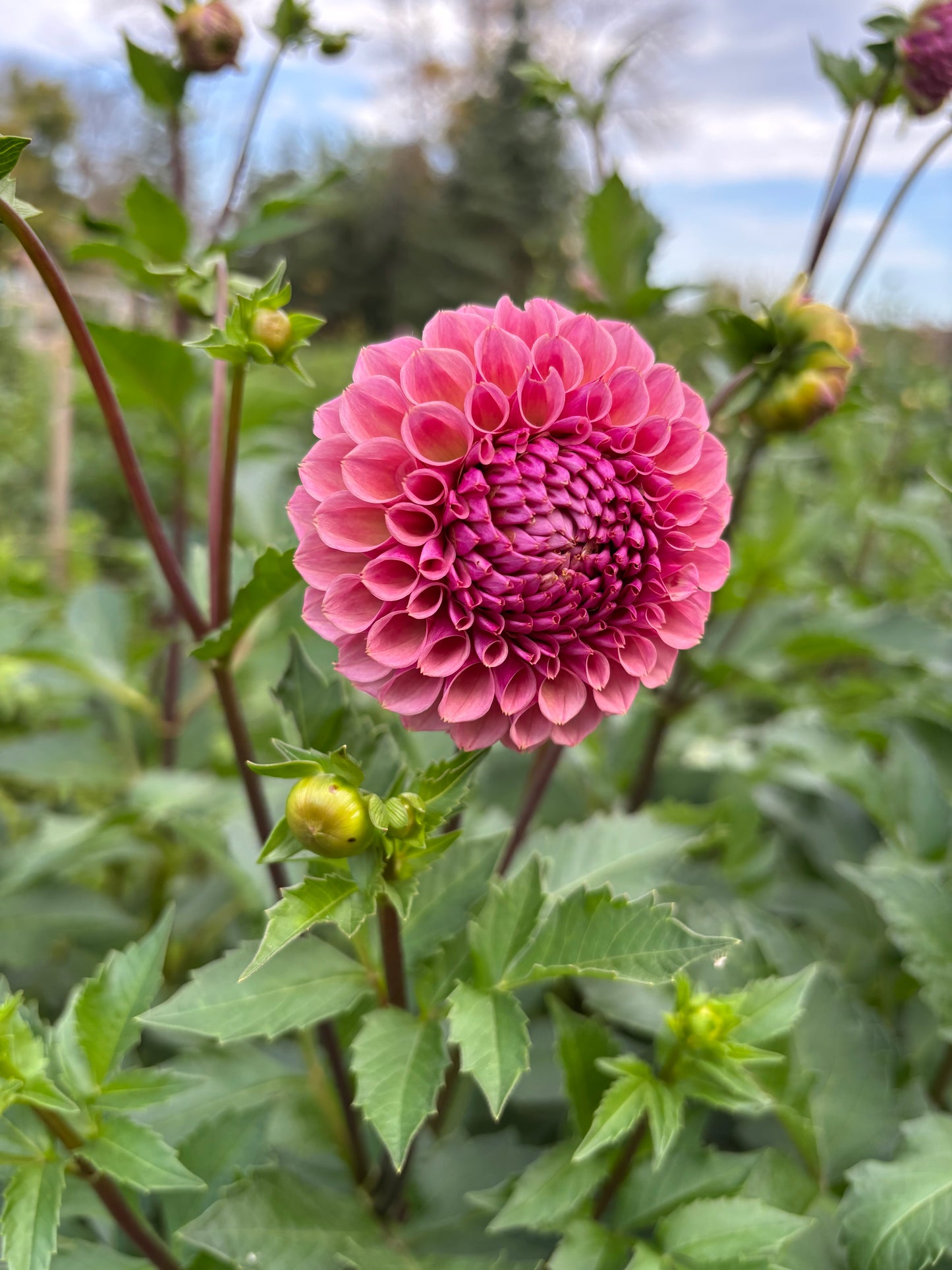 Bracken Rose (LIMIT 1)