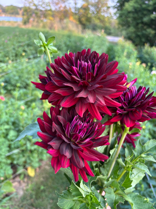 Hollyhill Black Beauty