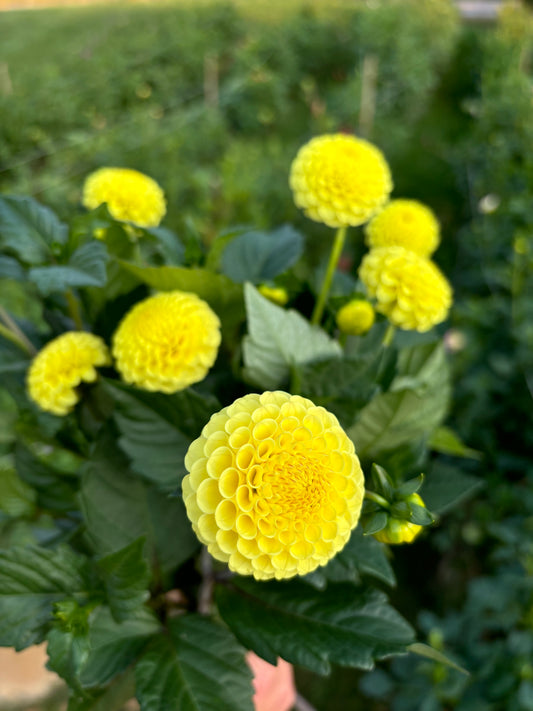 Buttercup