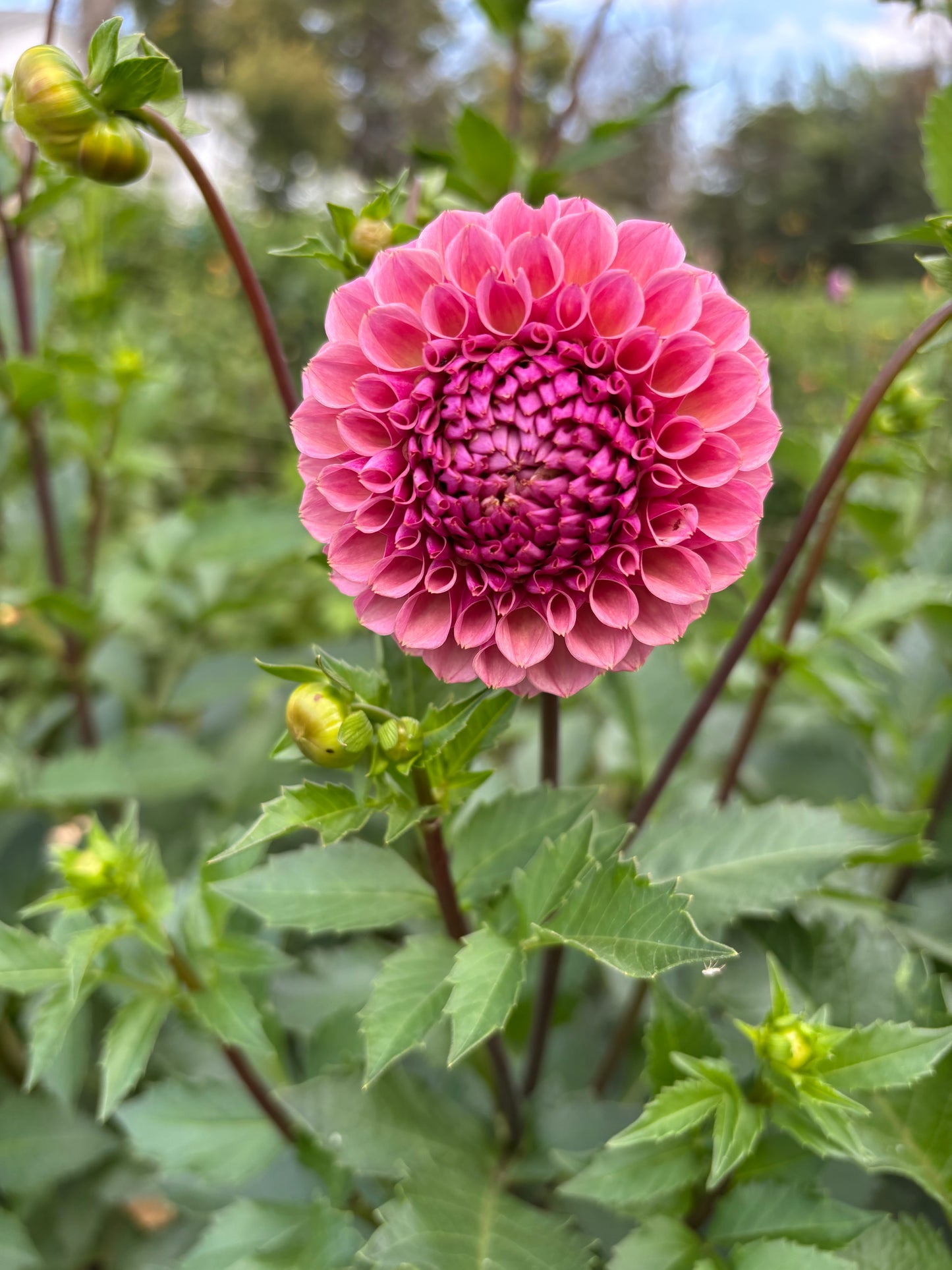 Bracken Rose (LIMIT 1)